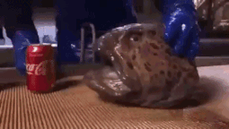 demonnoob.gif
