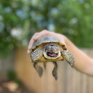 this-is-my-boyfriends-turtle-hes-had-him-since-a-baby-and-v0-k3krxe7ziy0c1.jpg