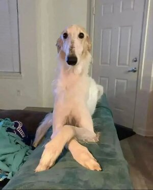 polite looking borzoi_ arms crossed.jpg