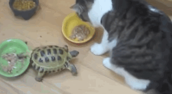 Turtleattackcat2.gif