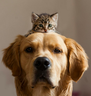 1770864015238.png