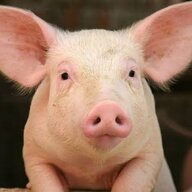 pig