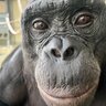 Apeson