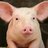 pig